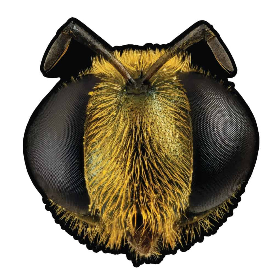 King Gizzard & The Lizard Wizard - Big Fig Wasp Shaped Picture Disc RSD 2026 7" Vinyl