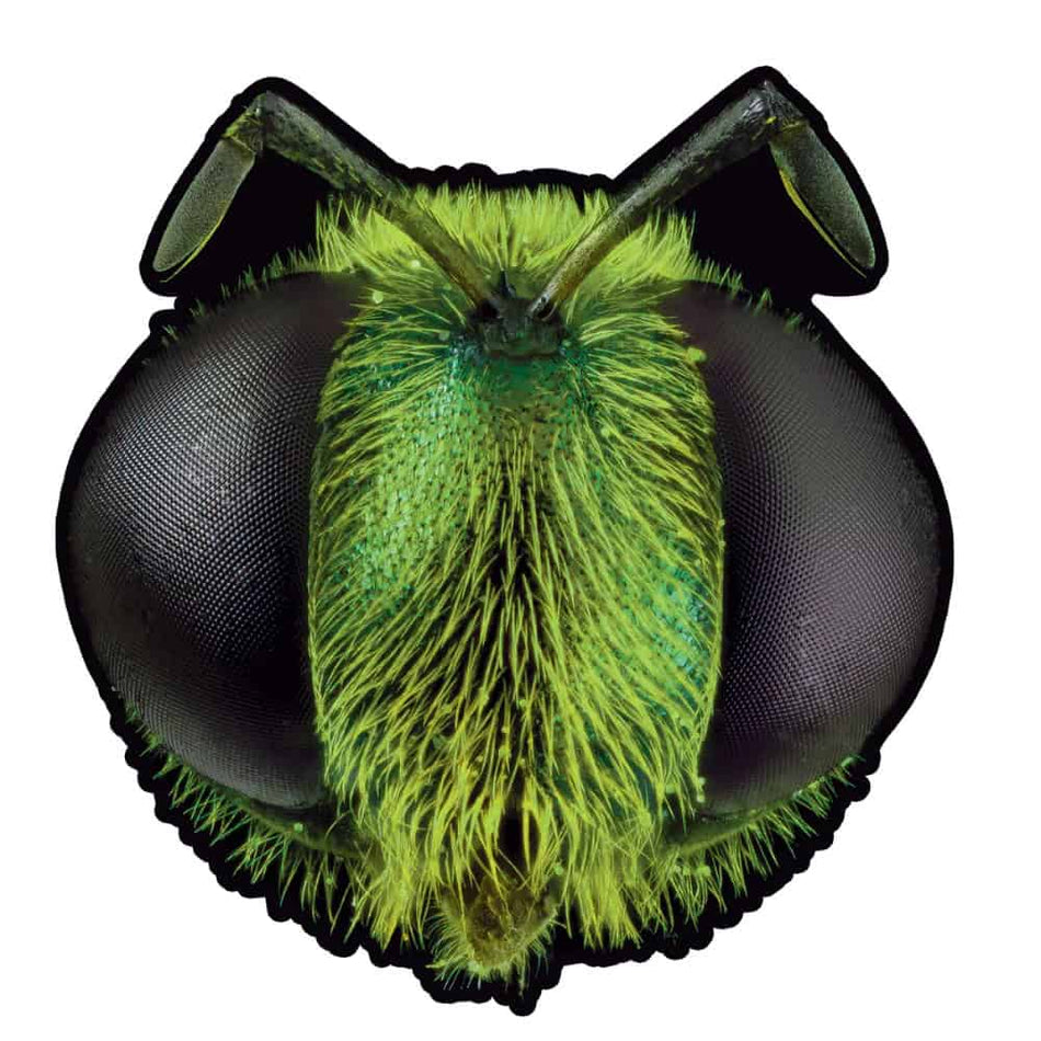 King Gizzard & The Lizard Wizard - Big Fig Wasp Shaped Picture Disc RSD 2026 7" Vinyl